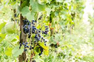 Red vine grapes in Switzerland in summer