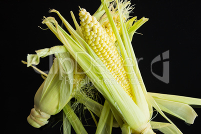 Fresh corn on the cob over a black background
