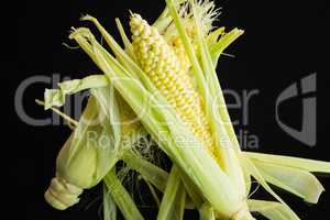 Fresh corn on the cob over a black background