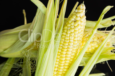 Fresh corn on the cob over a black background