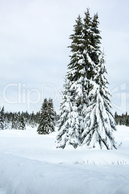 Winter scenery with snow