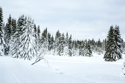 Winter scenery with snow