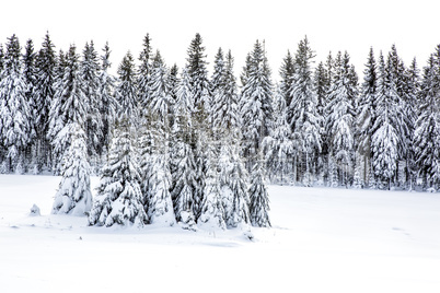 Winter scenery with snow