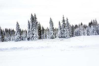 Winter scenery with snow