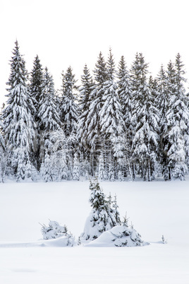 Winter scenery with snow