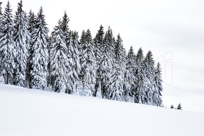 Winter scenery with snow