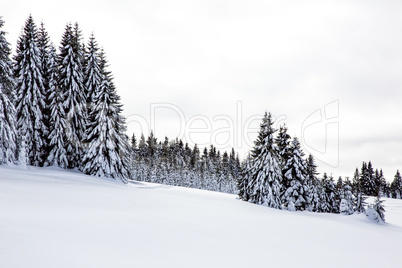 Winter scenery with snow