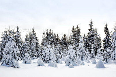 Winter scenery with snow