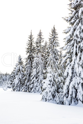 Winter scenery with snow