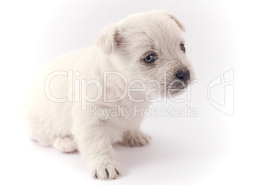 Little white puppy
