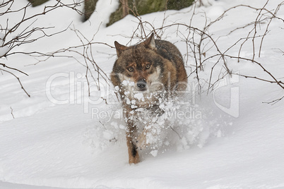 Wolf im Schnee