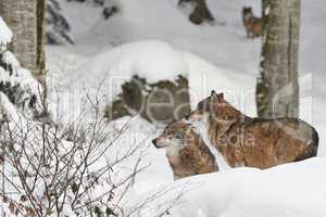 Wölfe im Schnee