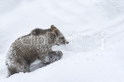 Junger Braunbär im Schnee