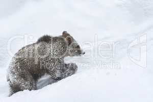 Junger Braunbär im Schnee