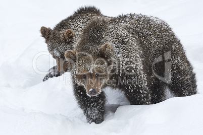 Europäische Braunbären im Schnee