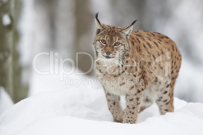 Ein eurasischer Luchs im Schnee