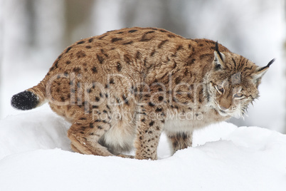 Ein eurasischer Luchs im Schnee