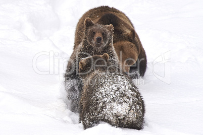 Europäische Braunbären spielen im Schnee