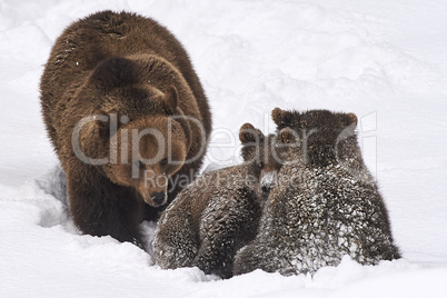 Europäische Braunbären spielen im Schnee