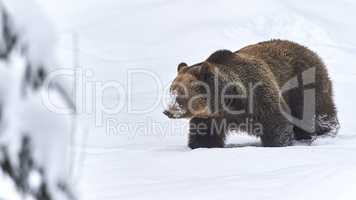 Europäischer Braunbär im Schnee