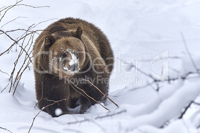 Europäischer Braunbär im Schnee