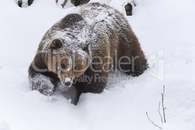 Europäischer Braunbär im Schnee