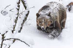 Europäischer Braunbär im Schnee