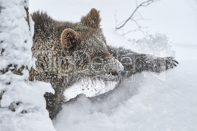 Junger Braunbär im Schnee