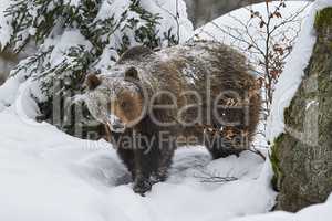 Europäischer Braunbär im Schnee