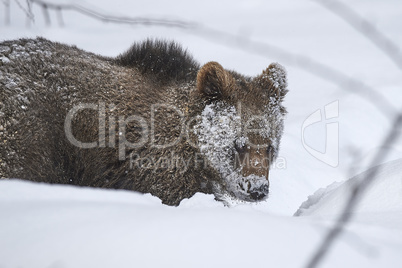 Junger europäischer Braunbär im Schnee