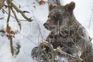 Junger europäischer Braunbär im Schnee