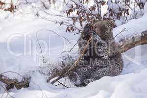Junger europäischer Braunbär im Schnee