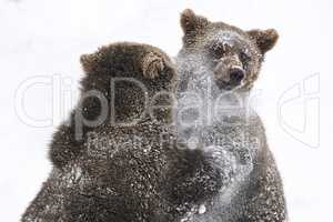 Junge europäische Braunbären im Schnee