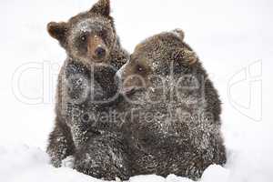 Junge europäische Braunbären im Schnee