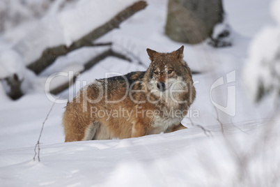 Europäischer Wolf im Schnee Europäischer Wolf im Schnee