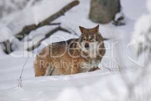 Europäischer Wolf im Schnee