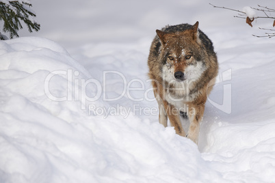 Europäischer Wolf im Schnee