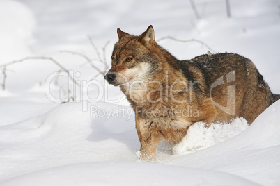 Europäischer Wolf im Schnee