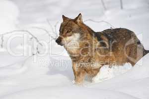 Europäischer Wolf im Schnee