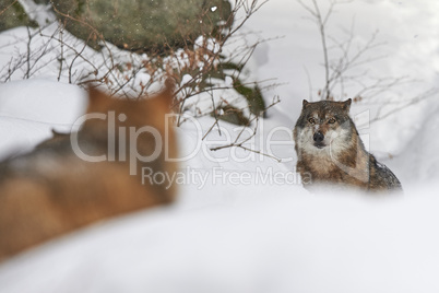 Europäischer Wolf im Schnee