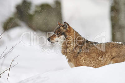 Ein europäischer Wolf im Schnee