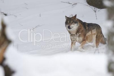 Europäischer Wolf im Schnee