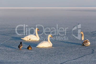 Winter sunset over the lake Balaton of Hungary with mute swans