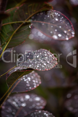 Purple leafs with water drops