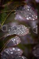 Purple leafs with water drops