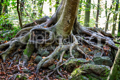 Strong roots from a beech tree in thr forest