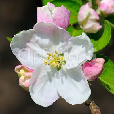 Flowers and buds of apple trees on a dark background. Focus on a