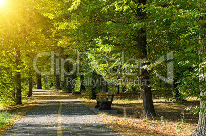 Summer park in sunset rays