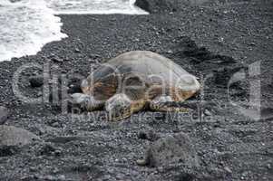 Meeresschildkröte am Strand, Hawaii, USA