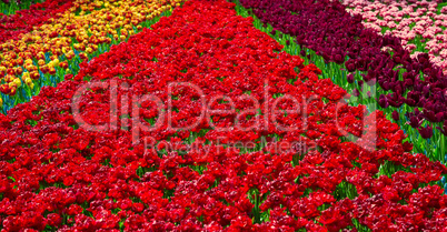 Glade of colorful fresh tulips in the Keukenhof